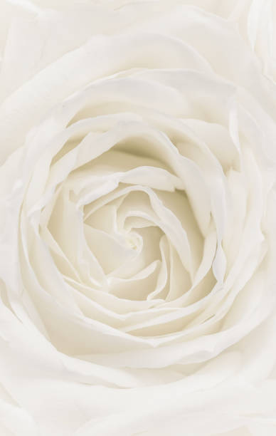 istock Soft focus, abstract floral background, white rose flower. Macro flowers backdrop for holiday brand design 1201848785