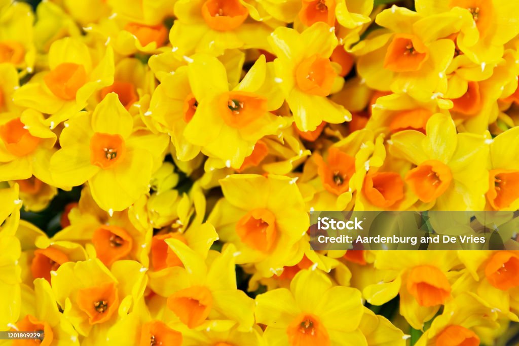 Close up flower bouquet A bunch of yellow narcissus (daffodils) flowers. Backgrounds Stock Photo