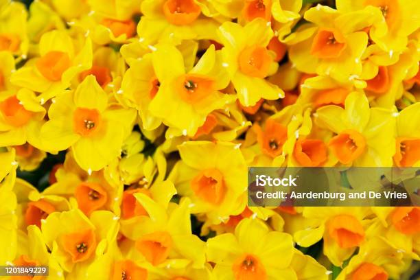 Close Up Flower Bouquet Stock Photo - Download Image Now - Backgrounds, Beauty, Beauty In Nature