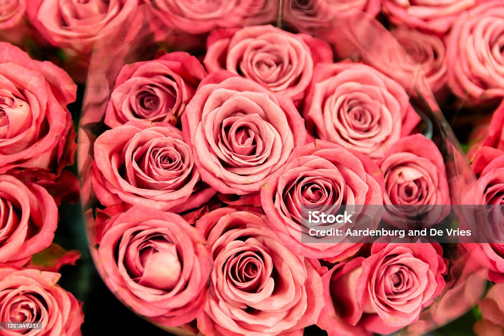 Close up flower bouquet Pink roses in bouquet Arrangement Stock Photo