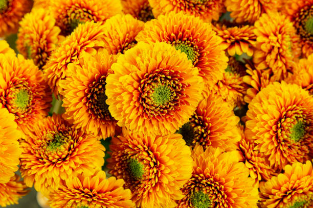 Close up flower bouquet stock photo
