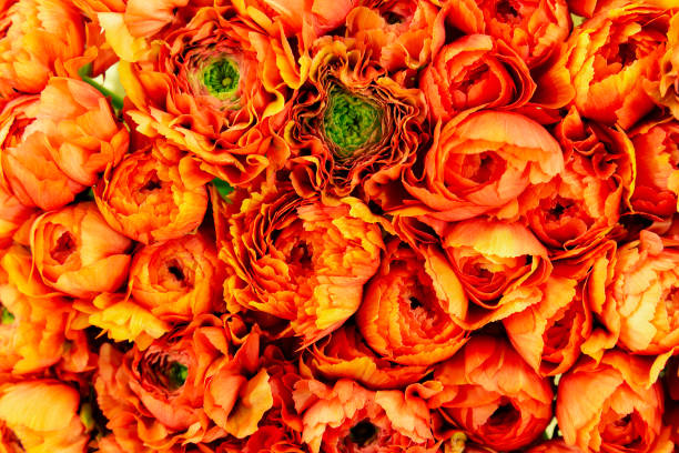 istock Close up flower bouquet 1201849245