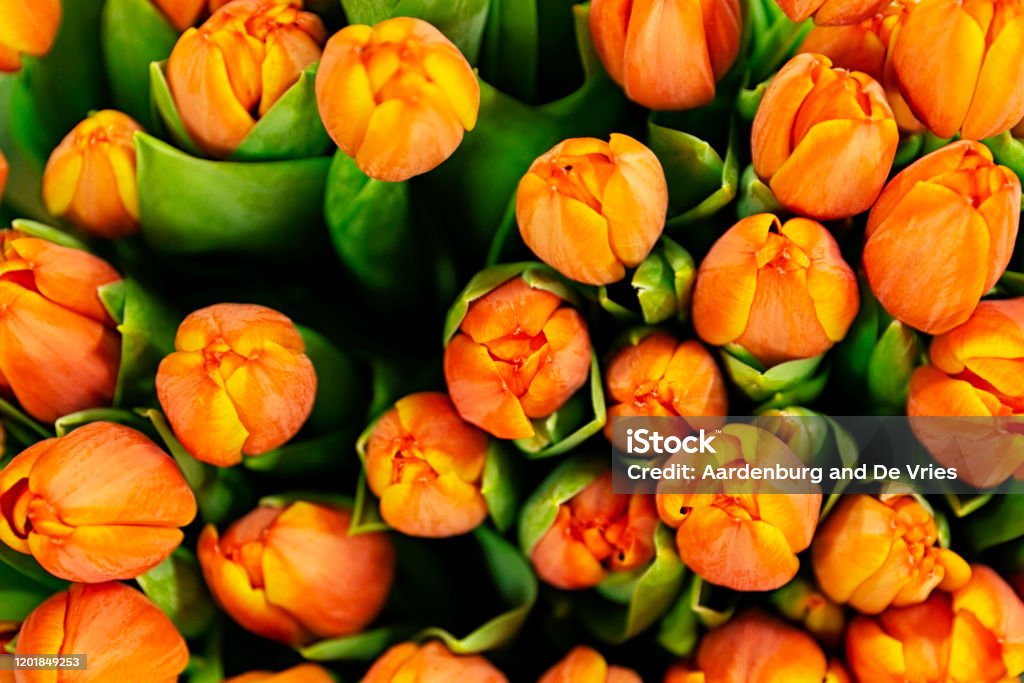 Close up flower bouquet A bunch of orange tulips Arrangement Stock Photo