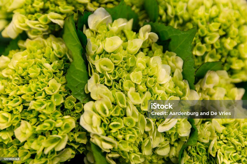 Close up flower bouquet A bunch of green hydrangea flowers Agriculture Stock Photo