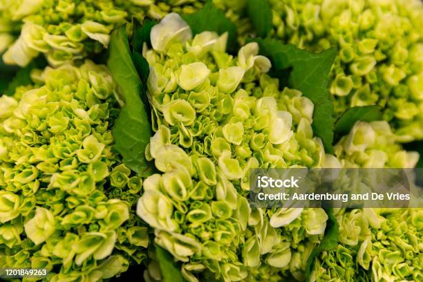 Close Up Flower Bouquet Stock Photo - Download Image Now - Agriculture, Bouquet, Bunch