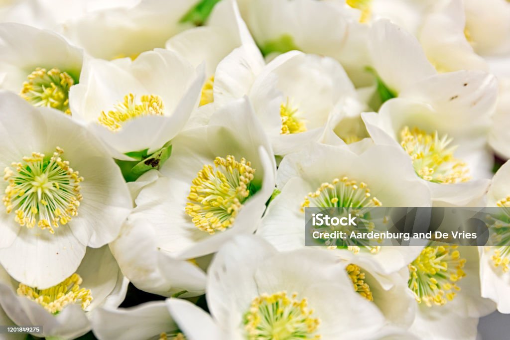 Close up flower bouquet A bunch of white Heleborus flowers Arrangement Stock Photo