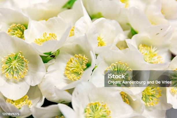 Close Up Flower Bouquet Stock Photo - Download Image Now - Arrangement, Backgrounds, Beauty