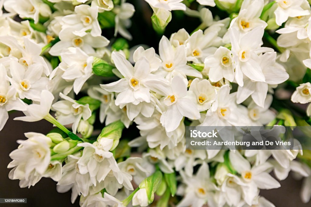 Close up flower bouquet A bunch of white narcissen (daffodils) flowers Beauty Stock Photo