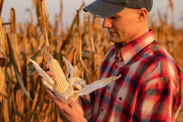 istock Young farmer or agronomist standing in corn field examining crop before harvest at sunset. 1201849887