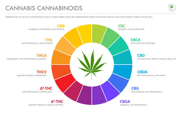 Cannabis Cannabinoids horizontal business infographic Cannabis Cannabinoids horizontal business infographic illustration about cannabis as herbal alternative medicine and chemical therapy, healthcare and medical science vector. cannabinoid stock illustrations
