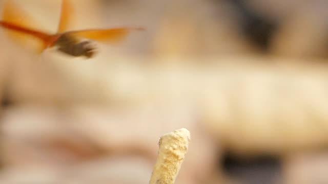 Slow motion of dragonfly.