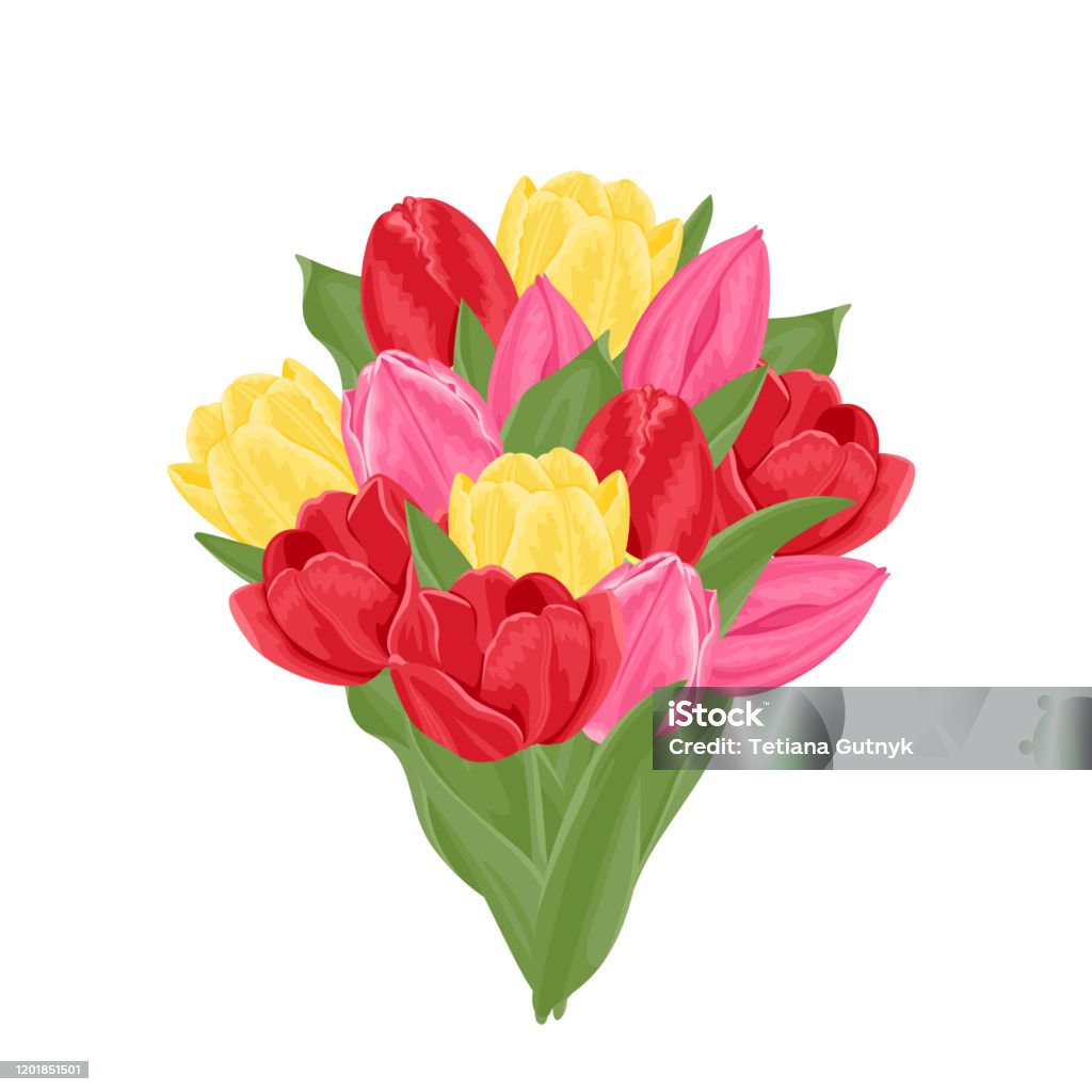 Bó Hoa Tulip Bị Cô Lập Trên Nền Trắng Hình Minh Họa Vector Của ...