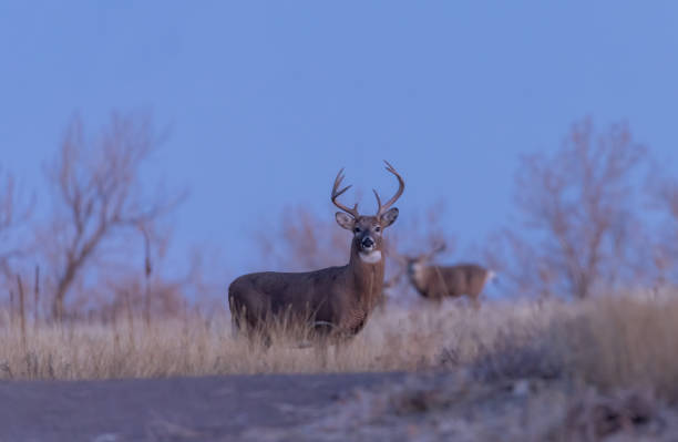 istock Whitetail Deer Buck in Rut 1201851655