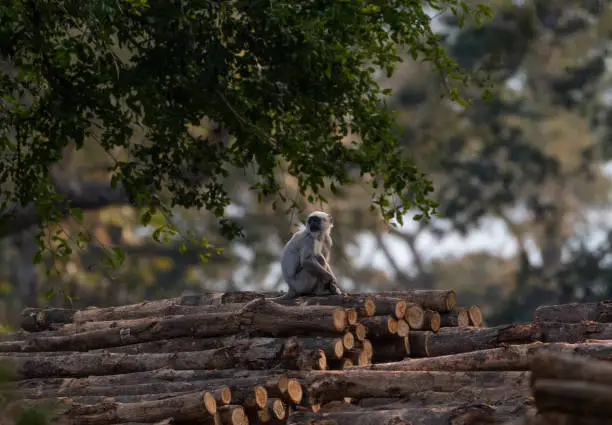 Grey Langur sitting on wood and tree at jim corbett national park