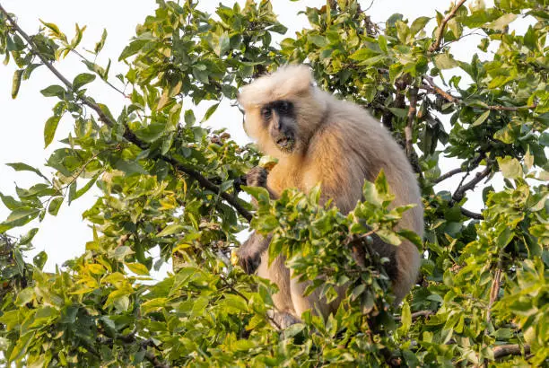 Grey Langur sitting on wood and tree at jim corbett national park