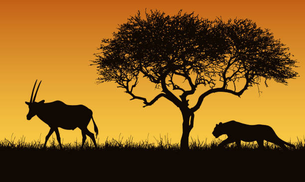 ilustrações de stock, clip art, desenhos animados e ícones de realistic illustration of a creeping lion and gazelle or antelope silhouettes. the feline hunts for an oryx. safari landscape with grass, tree and orange sky - vector - gazelle