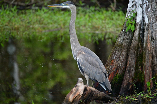 Birds of southwest Florida