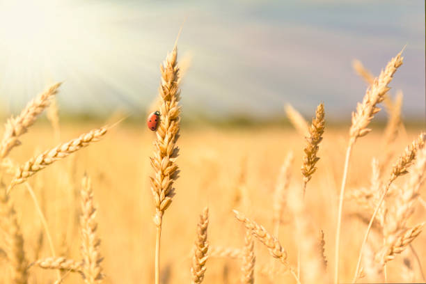 日差しのクローズアップと日没光線で自然黄色のフィールドに熟した小麦とてんとう虫の黄金のスパイクレット。春の夏の背景、コピースペース。 - ladybug wheat nature insect ストックフォトと画像