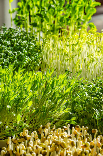 mélange de micro-verts de germination dans la lumière du soleil - legume bean lentil cereal plant photos et images de collection