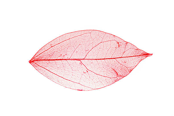 흰색 배경에 컬러 잎 골격 - skeleton leaf 뉴스 사진 이미지