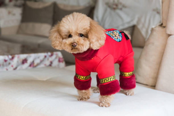 istock Teddy dog is cute in Chinese costume 1201858474