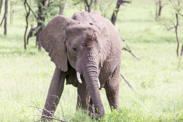 istock Elephant in the wilderness of Africa 1201859680
