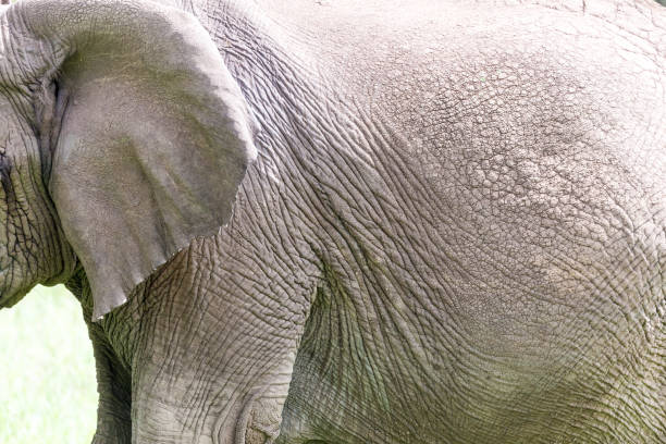 istock Elephant in the wilderness of Africa 1201859721