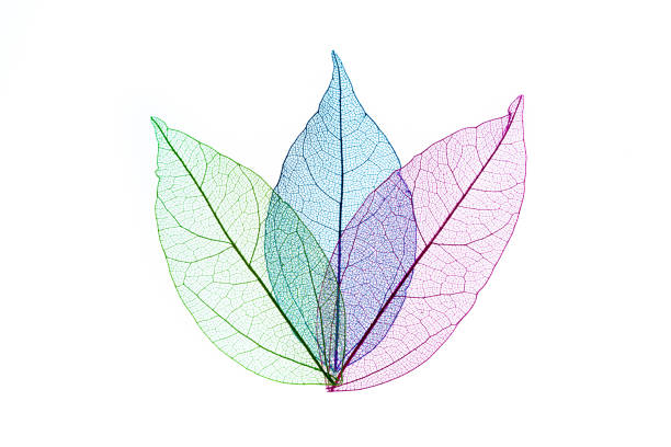 흰색 배경에 컬러 잎 골격 - skeleton leaf 뉴스 사진 이미지