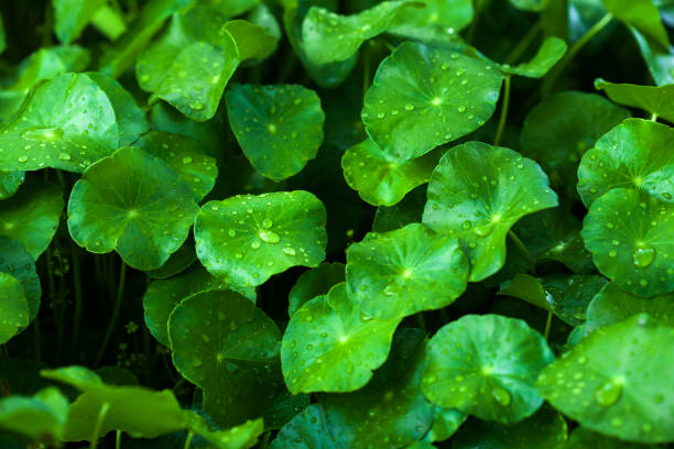 istock Fresh lush Gotu Kola leaves with water drops. 1201863209