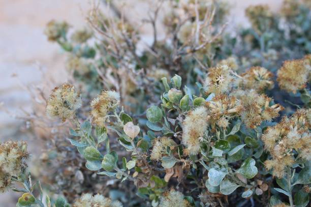 istock CLIFF GOLDENBUSH - INDIAN COVE - 010720 B 1201863257