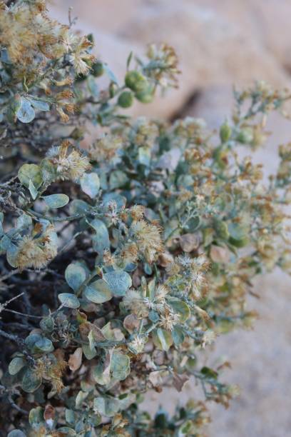 istock CLIFF GOLDENBUSH - INDIAN COVE - 010720 D 1201863258