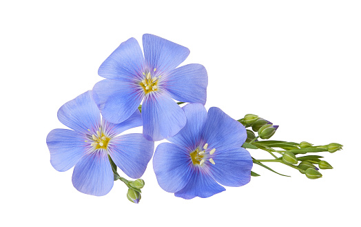 Blue Flax flowers isolated on white background with clipping path. (Linum usitatissimum) common names: common flax or linseed. Close up view.