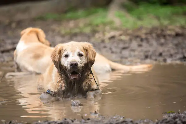 Photo of Golden retriever couple cooling off in a mud puddle after playing fetch the ball on summer day