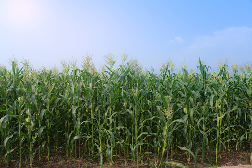 Corn Field in sunrise with blue sky background