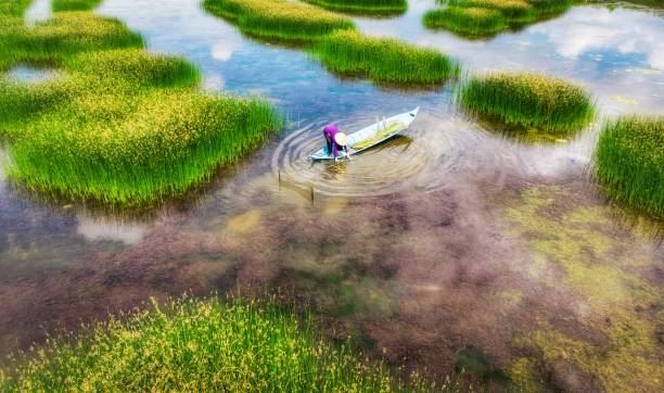 Grass field in Mekong delta Vietnam