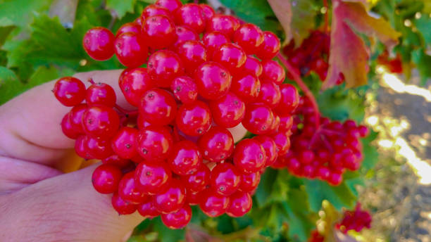 istock A bunch of red mountain ash 1201869943