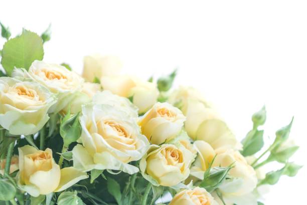 Bouquet, Background, rose-Flower, yellow