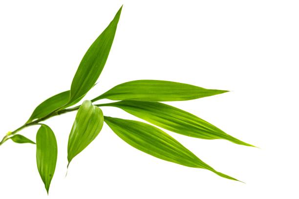 Green bamboo isolated on white background Bamboo Leaf, Bamboo - Plant, White Background, Cut Out bamboo leaf stock pictures, royalty-free photos & images