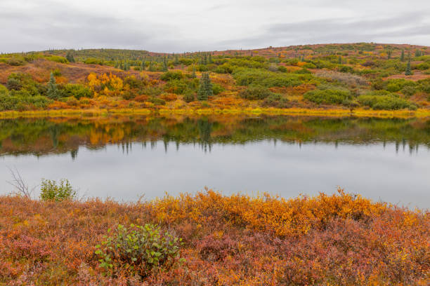 istock Scenic Denali National Park Landscape in Autumn 1201871783