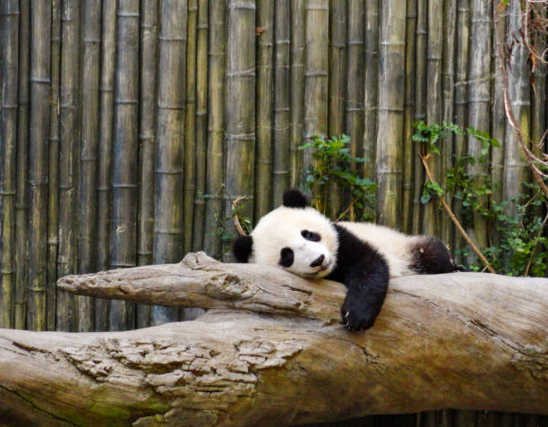 Lazy panda stock photo