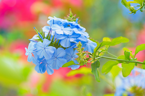 Bouquet of Cape Leadwort flowers (Plumbago auriculata) in a colorful garden during springtime.