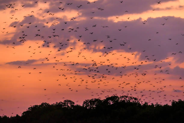 Komodo - Flying foxes leaving theri cave to search for food Sunda Flying Foxes flying out of their cave in search for food during sunset in Komodo National Park, Indonesia. The sky is full of gigantic bats. Sky is exploding with sunset colors. Natural habitat flock of bats stock pictures, royalty-free photos & images