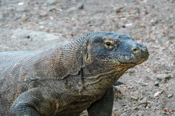 istock Komodo - A close up on a giant Komodo Dragon resting after dinner 1201875305