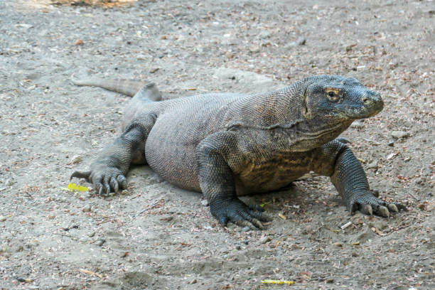 istock Komodo - A giant Komodo Dragon resting after dinner 1201875366