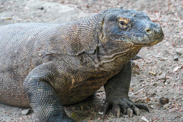 istock Komodo - A close up on a giant Komodo Dragon resting after dinner 1201875371
