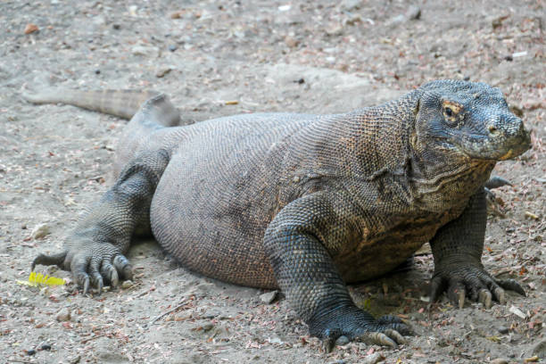istock Komodo - A giant Komodo Dragon resting after dinner 1201875447