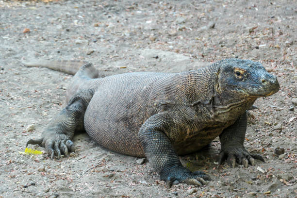 istock Komodo - A giant Komodo Dragon resting after dinner 1201875451