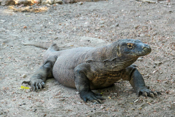 istock Komodo - A giant Komodo Dragon resting after dinner 1201875460