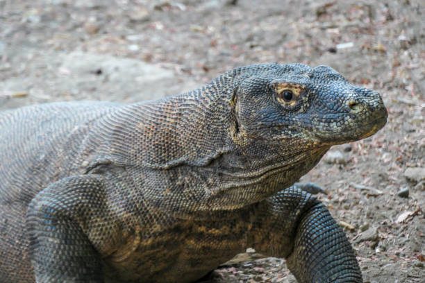 istock Komodo - A close up on a giant Komodo Dragon resting after dinner 1201875480