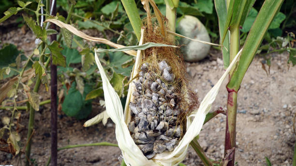 istock Diseases of Corn. Ustilago Maydis. 1201875500